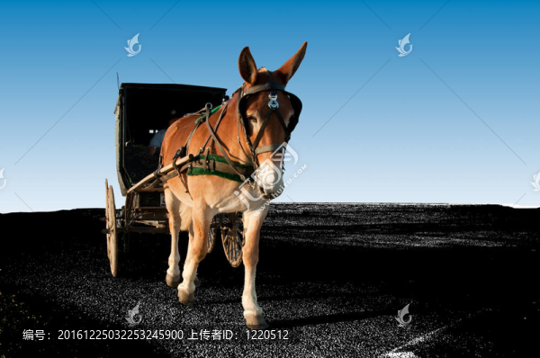 騾和車
