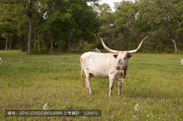 長(zhǎng)角牛是棕褐色的隔離在奶牛牧場(chǎng)。