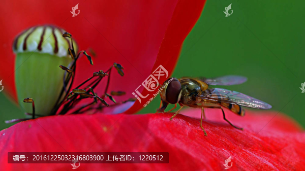 蒼蠅在罌粟
