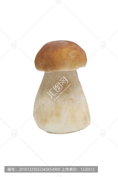 蘑菇