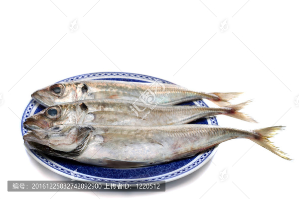 金槍魚
