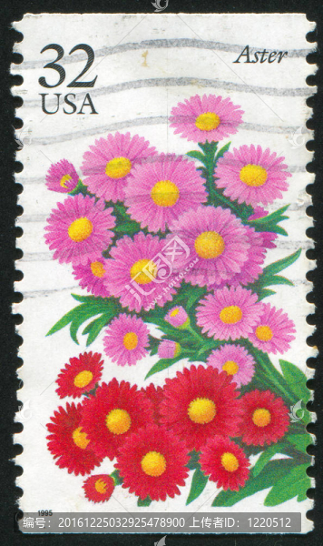 紫菀花
