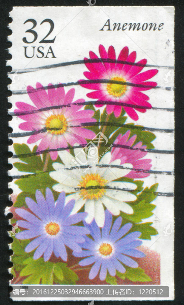 銀蓮花