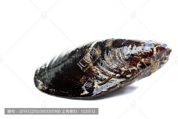 貽貝類