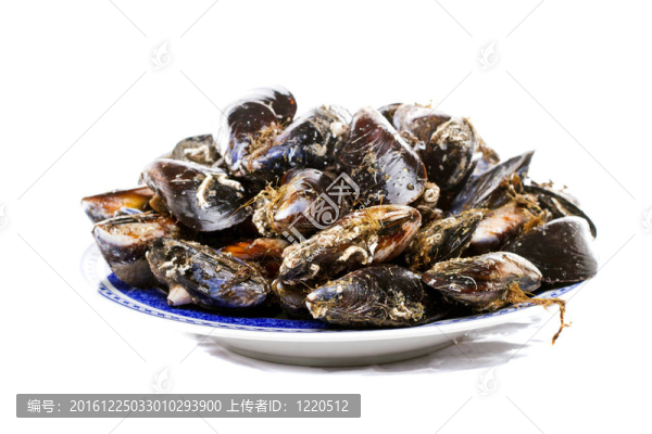 貽貝類
