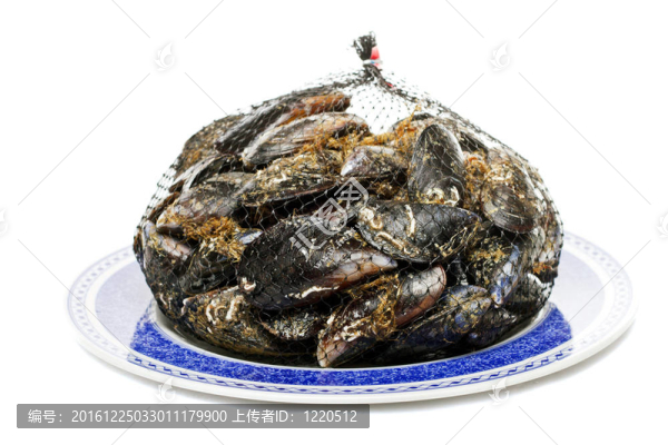 貽貝類