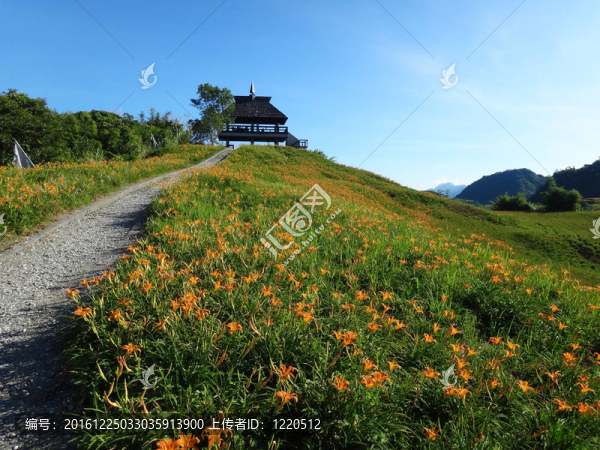 黃花菜在六十石頭山
