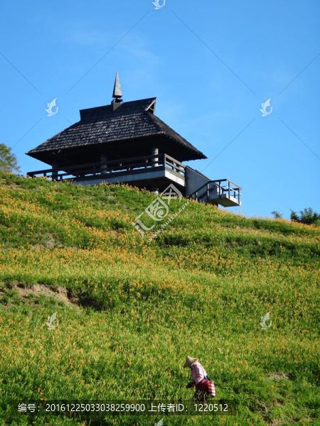 黃花菜在六十石頭山