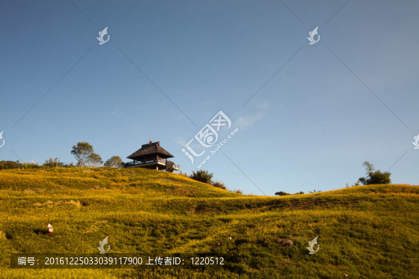 黃花菜在六十石頭山