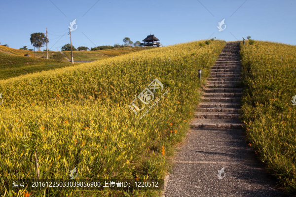 黃花菜在六十石頭山