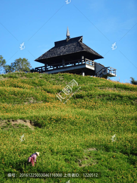黃花菜在六十石頭山