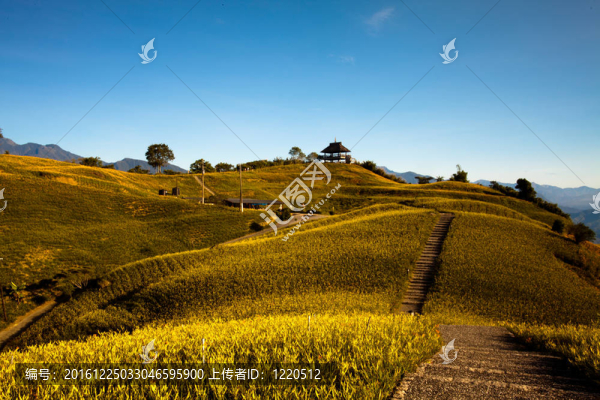 黃花菜在六十石頭山