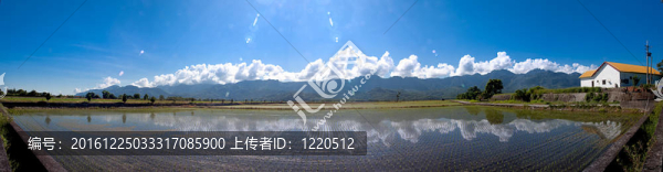 黃花菜在六十石頭山