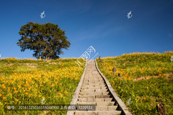 黃花菜在六十石頭山