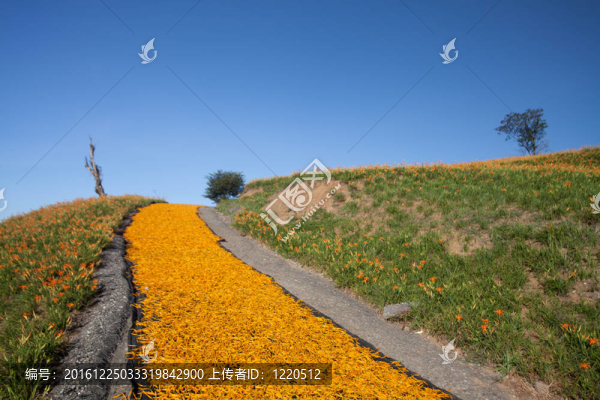 黃花菜在六十石頭山