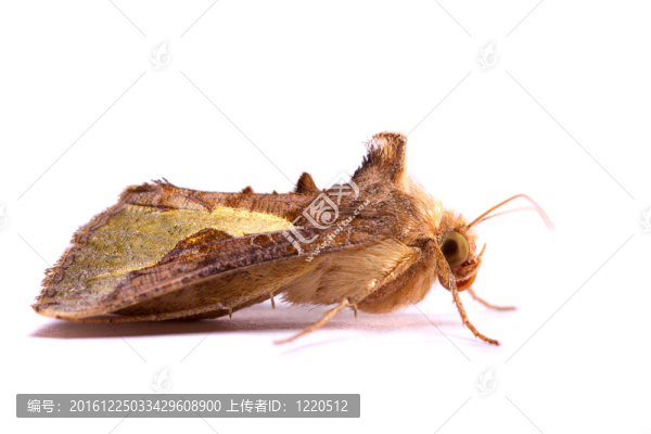 夜間活動的蛾