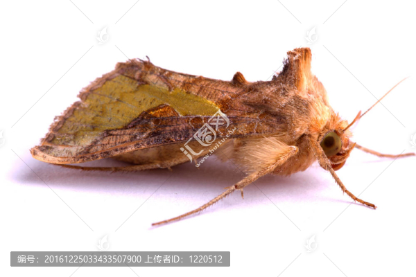 夜間活動的蛾