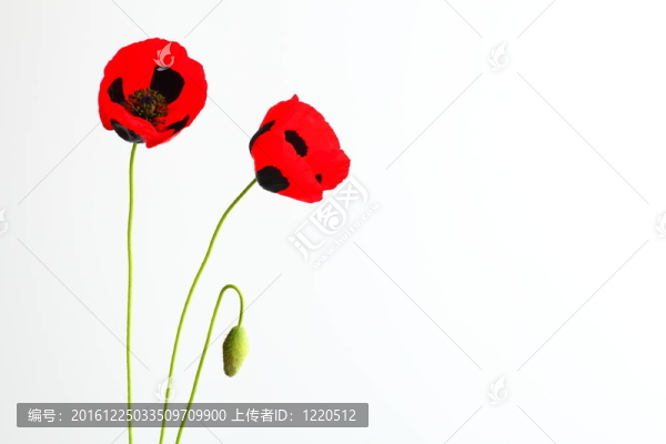 東方罌粟