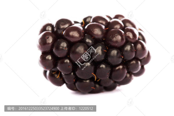 黑莓的白色