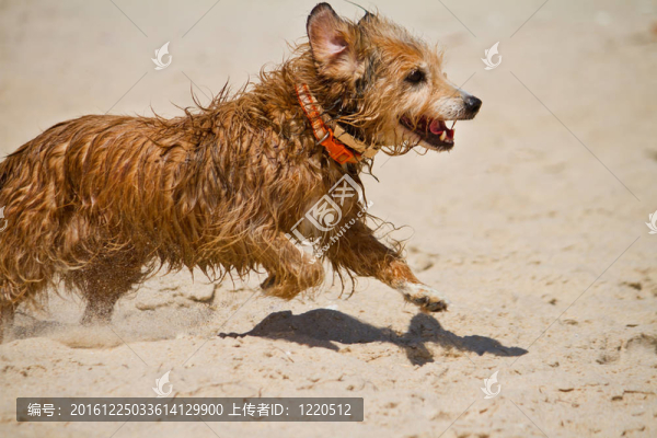 濕狗跑