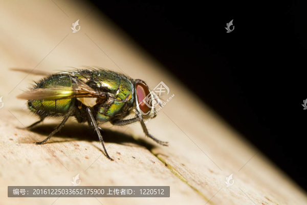 吹飛（銅綠蠅）