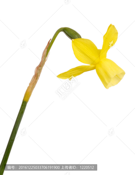 干和黃水仙的花