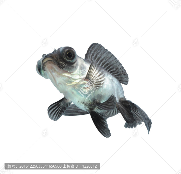 白金魚