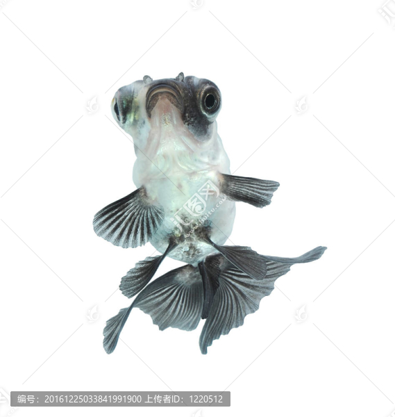 白金魚