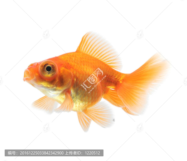 白金魚
