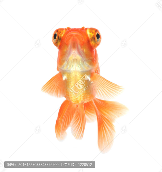 白金魚