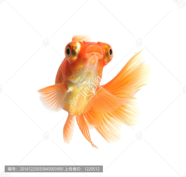 白金魚