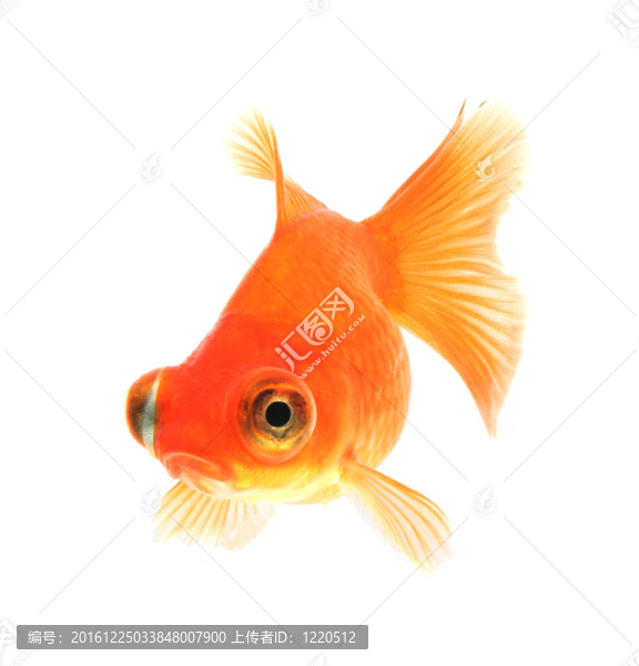 白金魚(yú)