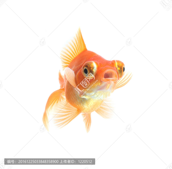 白金魚