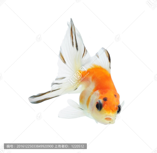 白色金魚