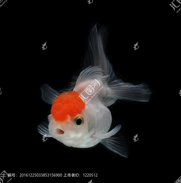 黑底白金魚