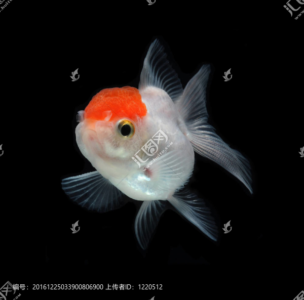 黑底白金魚