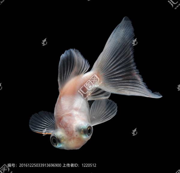 黑底白金魚