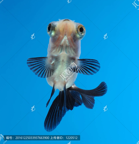 藍色背景的金魚