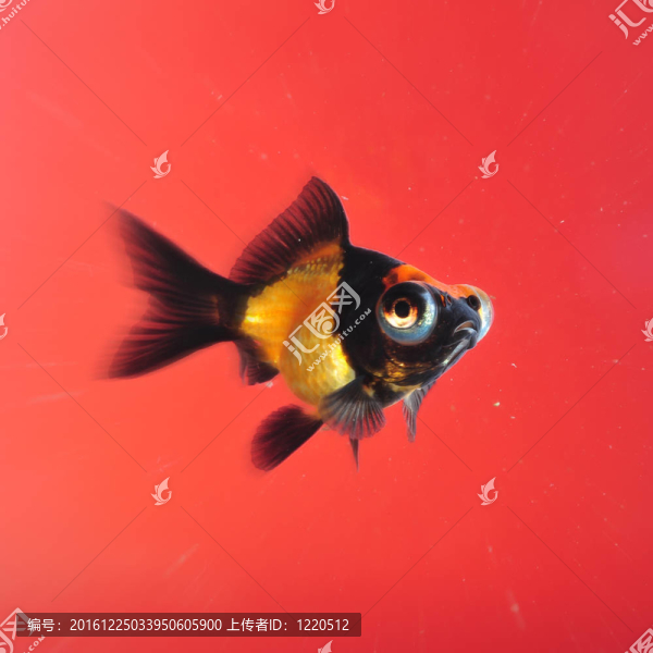 紅色背景金魚