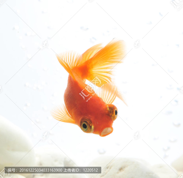 金魚在魚缸里