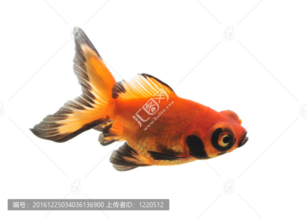 金魚在魚缸里