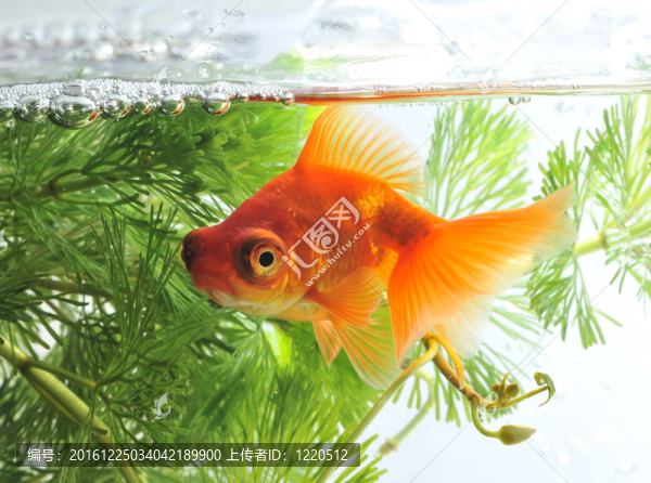 金魚(yú)在魚(yú)缸里