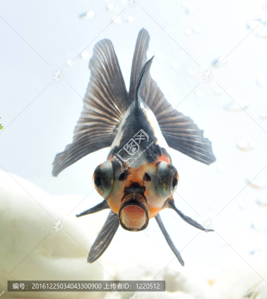有趣的金魚
