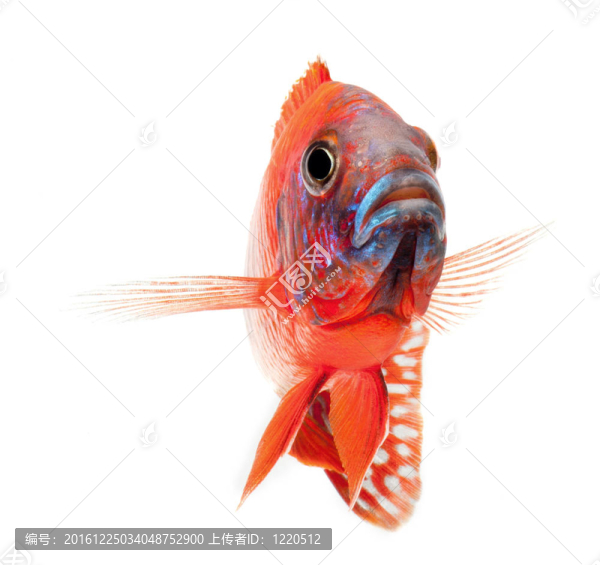 紅麗魚；紅孔雀
