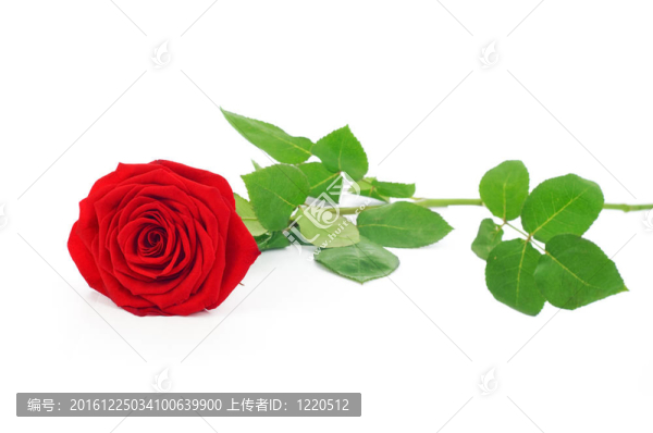 白玫瑰紅