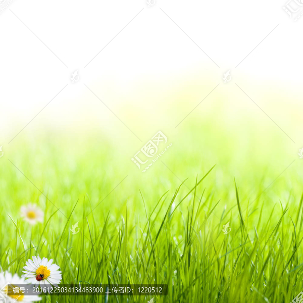 在圖片的左側(cè)黛西和瓢蟲的青草。有模糊的背景
