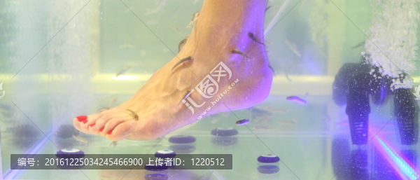 腳魚的護(hù)理