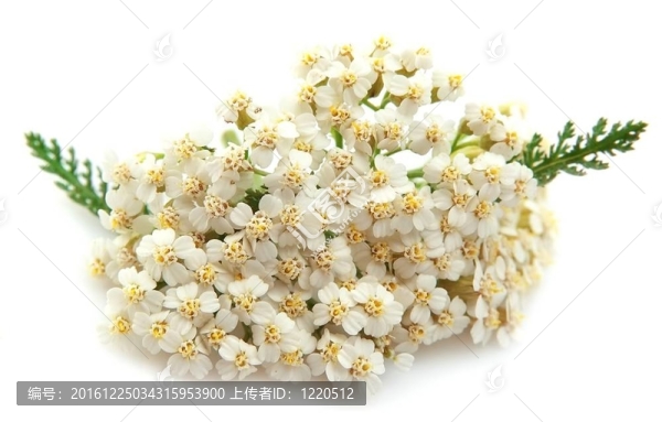 西洋蓍草的植物