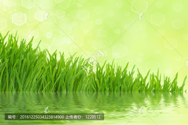 具有反射和光抽象背景的青草