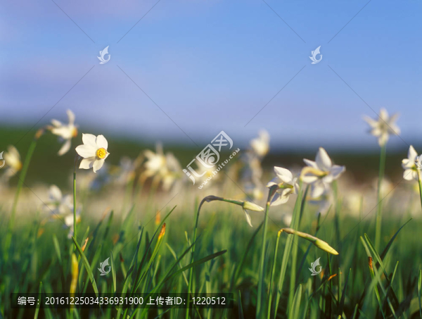 在溫暖的夕陽(yáng)春天的水仙花。